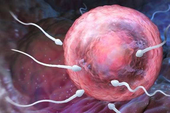 ‘华体会体育hth官方网站’
为什么女人在有身后 就不来月经了呢？“大姨妈”又去了那里呢？(图6)