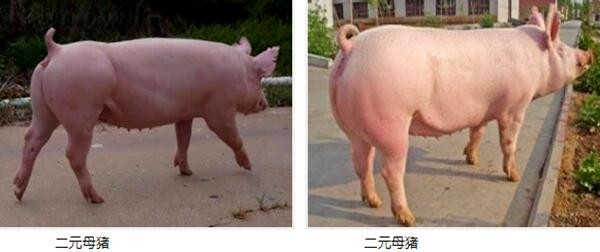 华体会体育hth官方网站