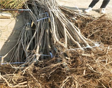 hth官网入口:水利部在四川都江堰灌区调研农田水利资产管理(图1) 华体会体育hth官方网站