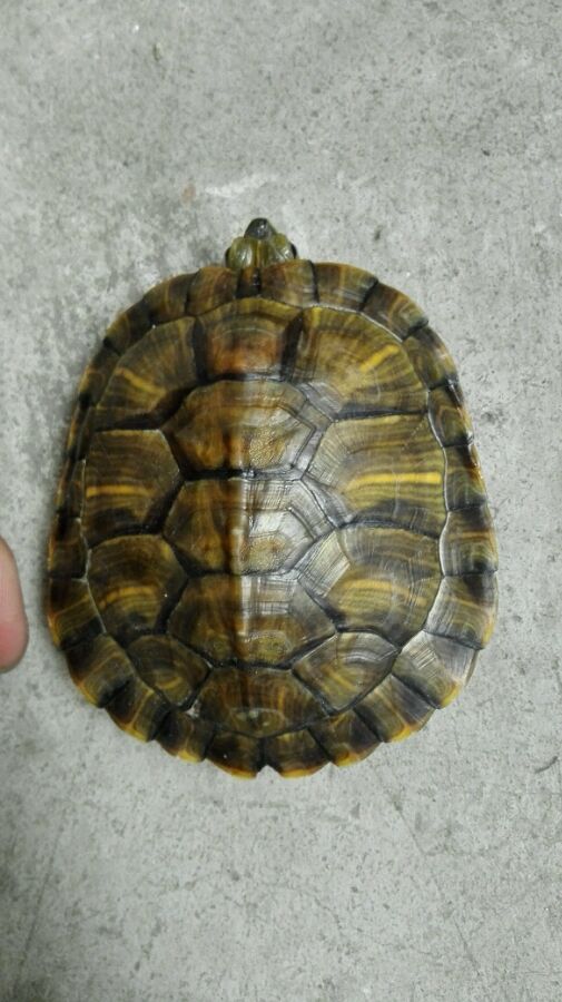 hth官网入口|今年实施的生猪良种补贴等政策你知多少?看完你就懂了!(图3) hth官网入口