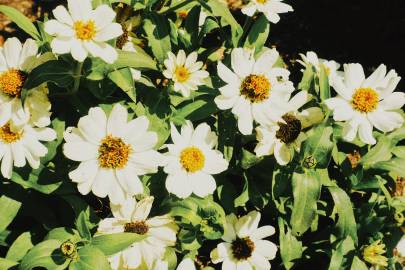 2019年3月7日全国玉米价格最新行情预测-hth官网入口(图1) 华体会体育hth官方网站