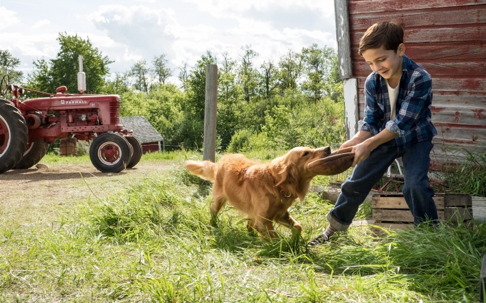 hth官网入口-黑龙江大白鹅价格多少钱一斤?大白鹅养殖前景怎么样?(图1) hth官网入口